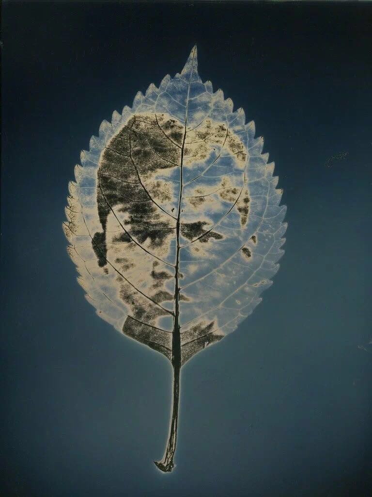 Binh Danh，《无题#1》（Untitled #1），来自“植物标本光环